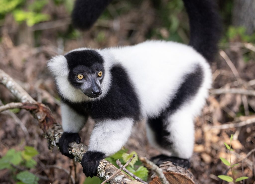 Lemur seli u Brazil