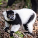 Lemur seli u Brazil